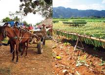 意気投合した旅人と、パンク自転車でタバコ農園を目指す　キューバ旅行ルポ【後編】