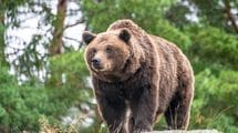 ｢マナーの悪い観光客｣よりじつは厄介…獣医師ハンターが見た､ヒグマを無自覚に餌付けしている"張本人"