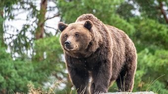 ｢マナーの悪い観光客｣よりじつは厄介…獣医師ハンターが見た､ヒグマを無自覚に餌付けしている"張本人"