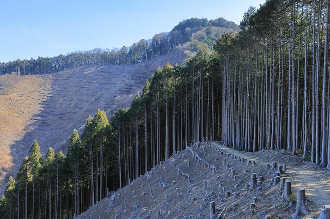 東京都西多摩郡檜原村と奥多摩町の境に位置する惣岳山の伐採地