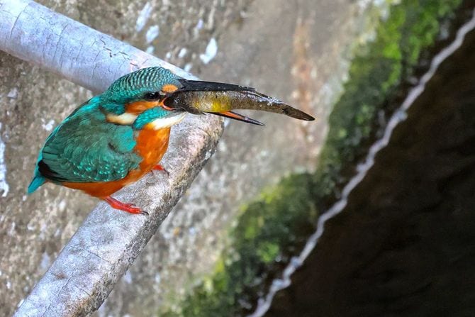 カワセミ（写真＝筆者撮影、出所＝『カワセミ都市トーキョー』より）