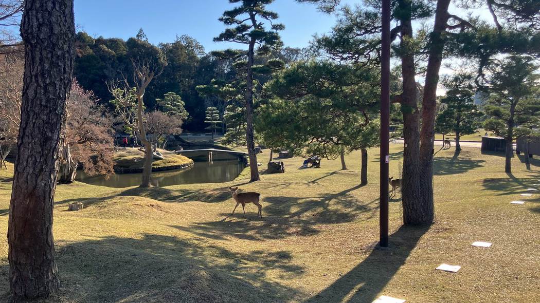 鹿せんべい求めて人間を追う"神の使い"の変わり果てた姿…インバウンド成功の裏で｢奈良の鹿｣に起きた異変 人間依存度は例のないレベル