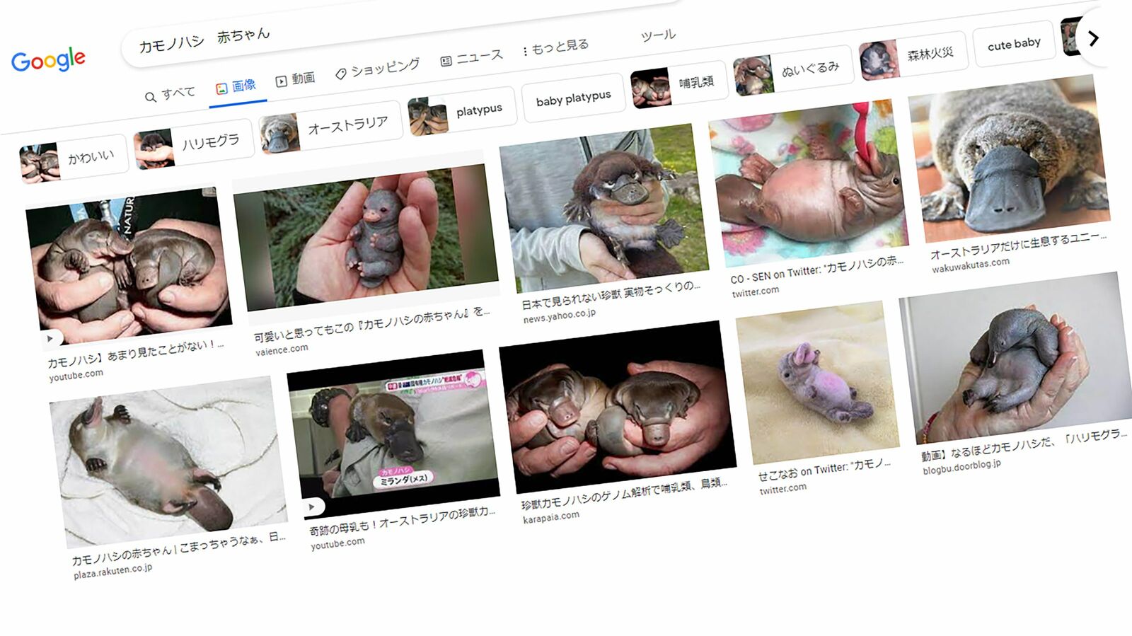 あなたは｢カモノハシの赤ちゃん｣の画像を探せるか…拡散情報にダマされる人が検索でやりがちなこと 上位に出てきても､正しいとは限らない