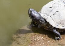 "天皇の即位"以外で改元した古代人の理屈