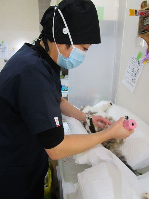 手術前に毛をそるモコ先生