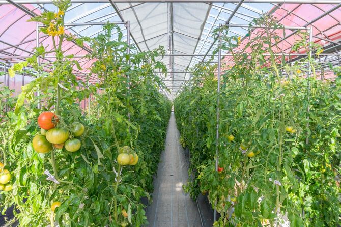 農業温室におけるトマトの栽培