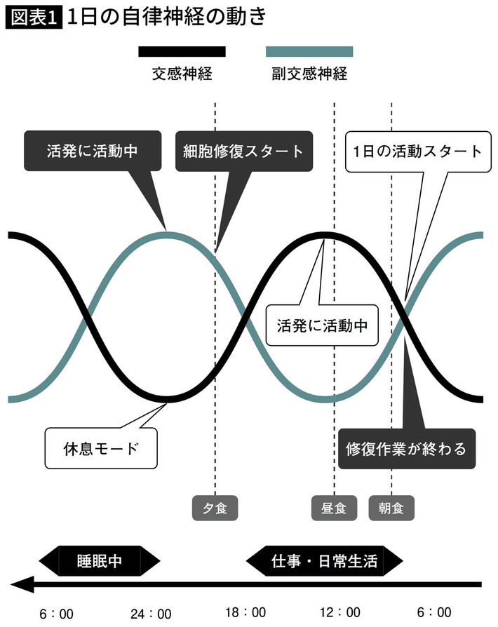 起床後から正午あたりまでは交感神経の活動が優位になり、正午以降は交感神経の働きが下がりはじめるとともに、副交感神経の働きが上がりはじめ、18時をめどに副交感神経が優位になって体は休息モードへ入っていく。出典＝『<a href="https://www.amazon.co.jp/exec/obidos/ASIN/4833440474/presidentjp-22" target="_blank">自律神経が10割</a>』（プレジデント社）