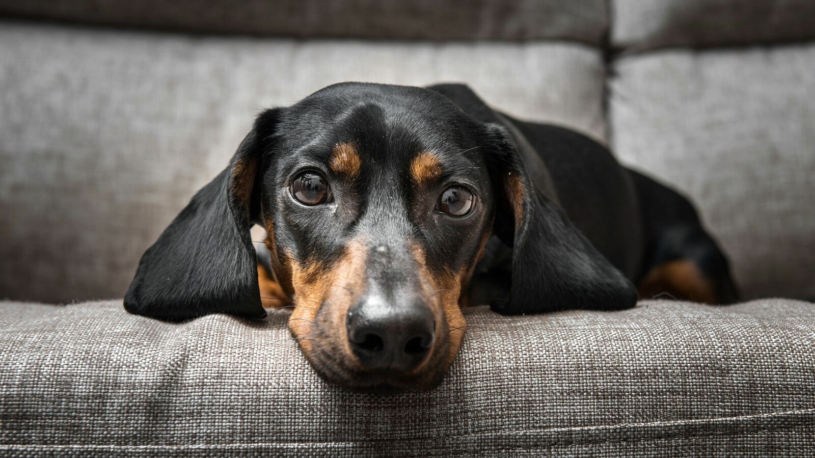 ｢もう自由に生きていいんだよ｣死んだ愛犬からの声に従い､人格否定された毒母に別れを告げた娘の胸の内 ｢金食い虫･最低な人間｣と罵られ自分は無価値と卑下した女性の心の支え