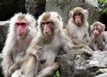 イキった会社員は動物園のサルに過ぎない