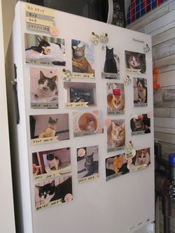 いま「ケット・シー」にいる猫たちの写真(撮影=笹井恵里子)