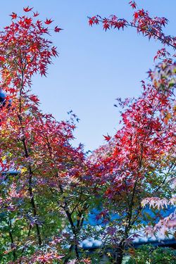 撮影=Hiroshi Homma