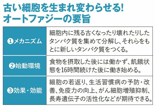 【図表】古い細胞を生まれ変わらせる！　オートファジーの要旨
