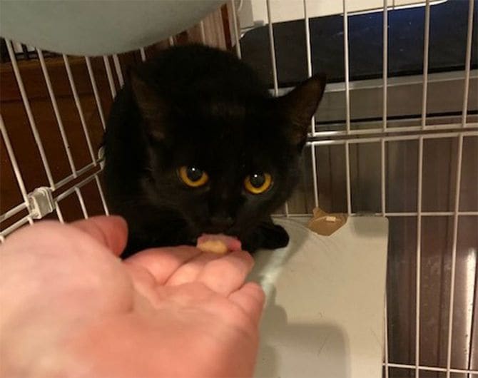 服部さんのノネコ