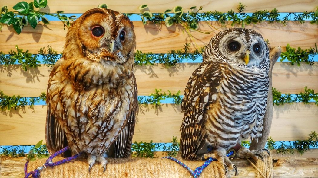 8畳に20羽超のフクロウ､ケージ暮らしのナマケモノ…イヌ･ネコ以外は｢無法地帯｣となる動物カフェの真実