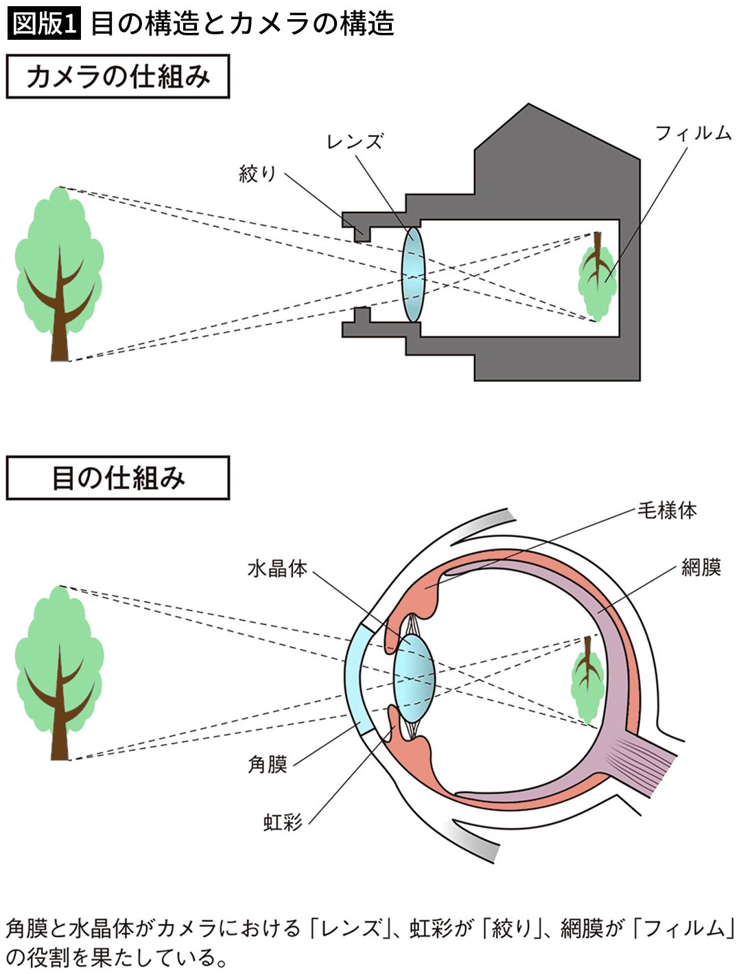 【図版1】目の構造とカメラの構造