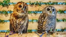 8畳に20羽超のフクロウ､ケージ暮らしのナマケモノ…イヌ･ネコ以外は｢無法地帯｣となる動物カフェの真実