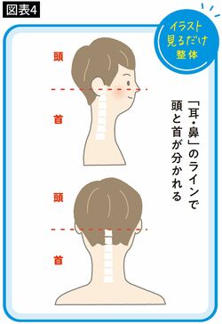 【図表4】「耳・鼻」のラインで頭と首が分かれる