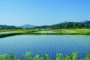 「水田をなくす」とグローバル企業が儲かる
