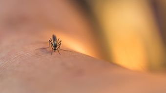飯島家の秘伝!蚊を確実に殺す方法、教えます