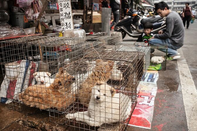 犬の販売中国