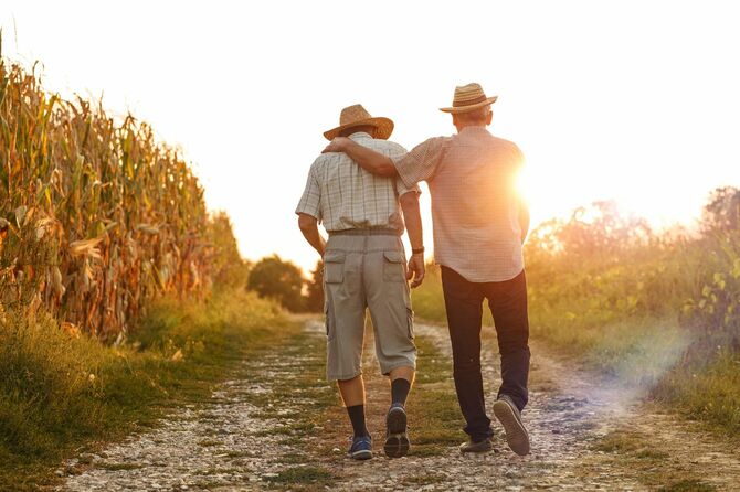 2人の古い友人が日没時にトウモロコシ畑を歩く