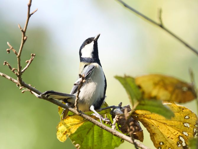 ヒーッ（タカだ！）と聞いて空を見上げるシジュウカラ