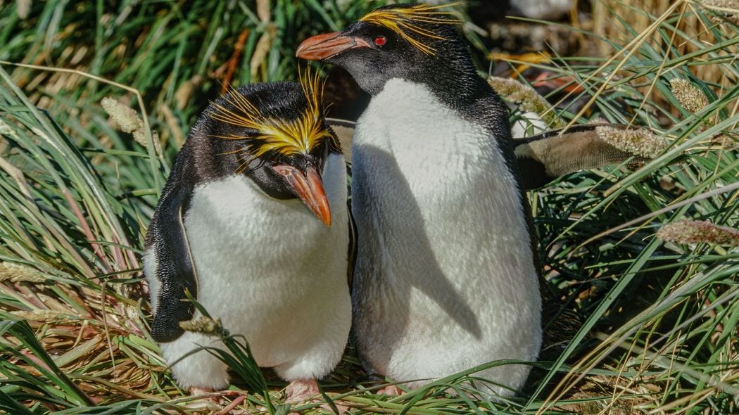 ｢卵を2つ産み､1つはわざと無駄死にさせる｣マカロニペンギン属の"ぎりぎりラインを攻める"繁殖行動の不思議