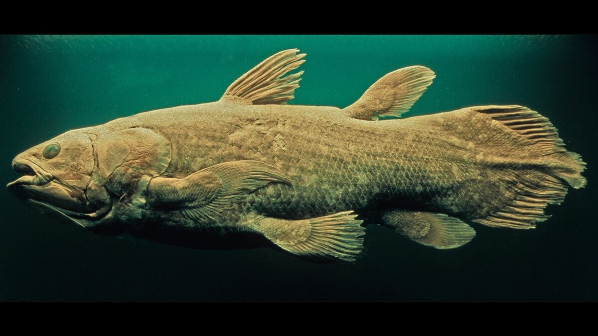 チ*ス様 シーラカンス　プロト 魚ではなく怪物だった…44年前に｢生きたシーラカンス｣と対峙した