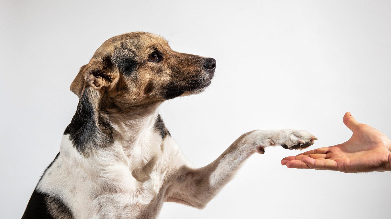 ｢犬は主人に対して忠誠心を持つ｣は間違い…科学的研究でわかった犬が本当に考えていること【2022編集部セレクション】 あくまで動物であり､常に本能で動いている