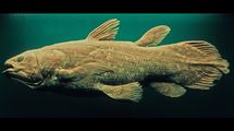魚ではなく怪物だった…44年前に｢生きたシーラカンス｣と対峙したカメラマンが戦慄した"天井まで届くオーラ"
