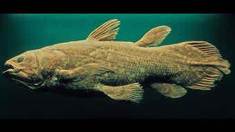 魚ではなく怪物だった…44年前に｢生きたシーラカンス｣と対峙したカメラマンが戦慄した"天井まで届くオーラ"