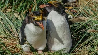 ｢卵を2つ産み､1つはわざと無駄死にさせる｣マカロニペンギン属の"ぎりぎりラインを攻める"繁殖行動の不思議