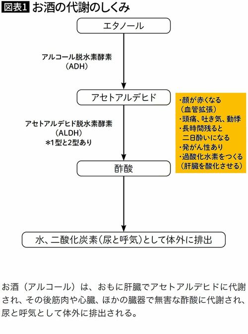 【図表1】お酒の代謝のしくみ