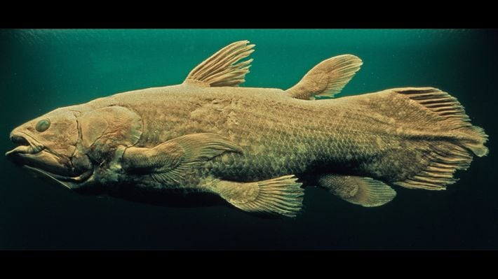 魚ではなく怪物だった…44年前に｢生きたシーラカンス｣と対峙したカメラマンが戦慄した"天井まで届くオーラ"