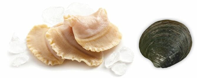 アイスランドガイ(右)とむき身(左)