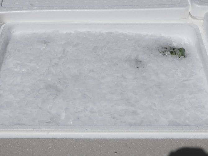 氷詰めされたブロッコリー。これにより鮮度を保ったまま食卓に届けられるようになった