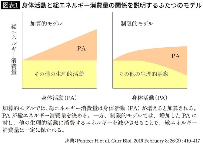 【図表1】身体活動と総エネルギー消費量の関係を説明するふたつのモデル