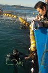 地中海でのマグロ養殖経験もあるダイバーの油井孝之氏が海中に潜り、運搬船と生簀を繋げる網の状況を確認。彼もまた、この事業のキーマンである。