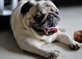 言い争ってもムダ。夫は別の生き物だと思えばいい