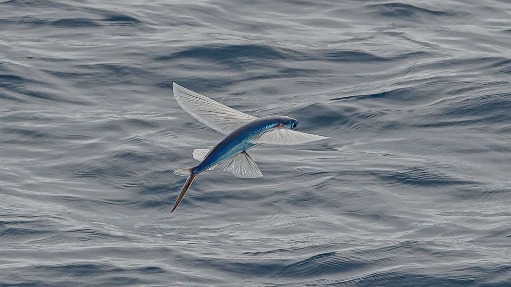 ｢いくらがあれば十分｣と寿司屋に門前払いされた…見向きもされなかった｢とびっ子｣が世界でバカ売れするまで とびっ子を広めた男が持つ"お金より強い武器"