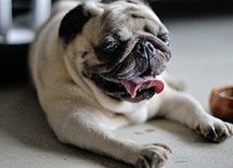 言い争ってもムダ。夫は別の生き物だと思えばいい