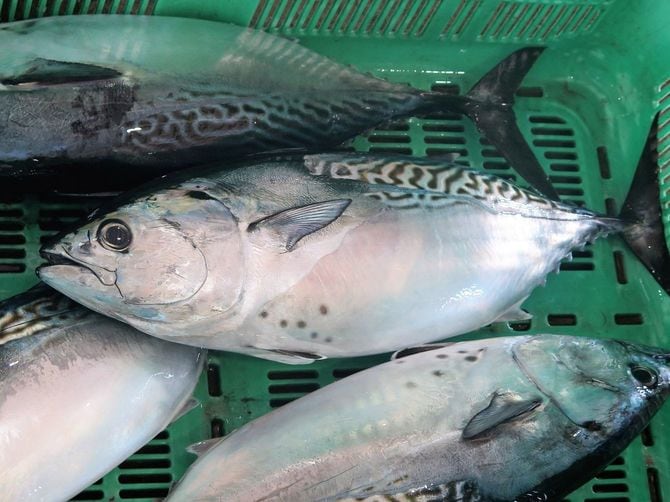 愛媛県養殖ブランド魚「スマ」、ブランド名「伊予の媛貴海」=2018年4月24日、愛媛県