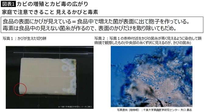 【図表】カビの増殖とカビ毒の広がり
