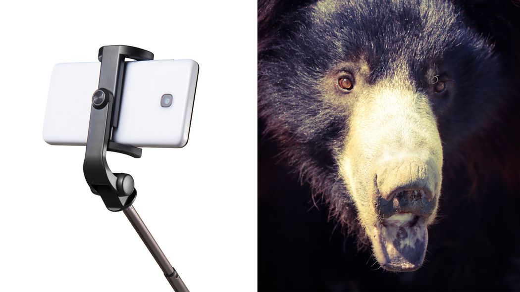 自撮りのためにクマへ突進､だが鋭い爪が皮膚を切り裂き…承認欲求に憑りつかれた男の悲惨すぎる末路