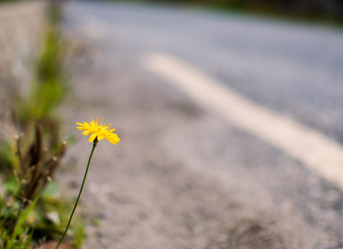 道路のそばのタンポポ