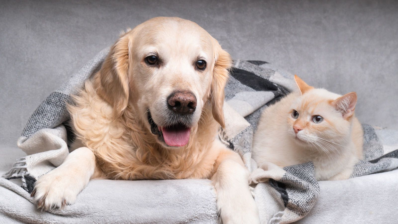 9割の人が間違う｢猫好きの人に犬の魅力を伝える方法｣ ｢犬派vs猫派｣と考えるとドツボです