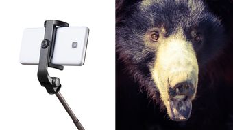 自撮りのためにクマへ突進､だが鋭い爪が皮膚を切り裂き…承認欲求に憑りつかれた男の悲惨すぎる末路