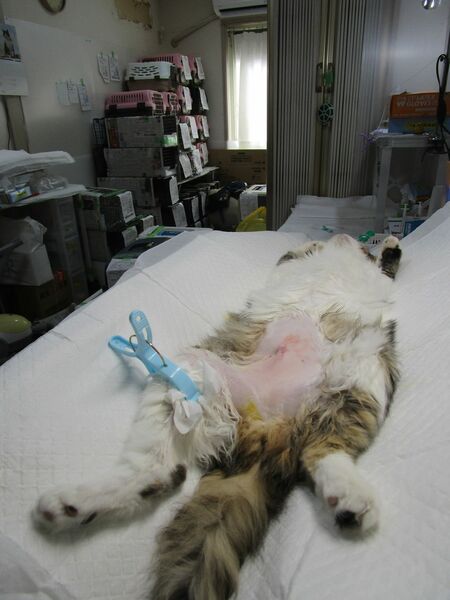 動物病院のベッドのうえに横たわる猫