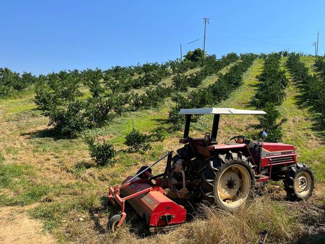 現在の江南さんのみかん農園