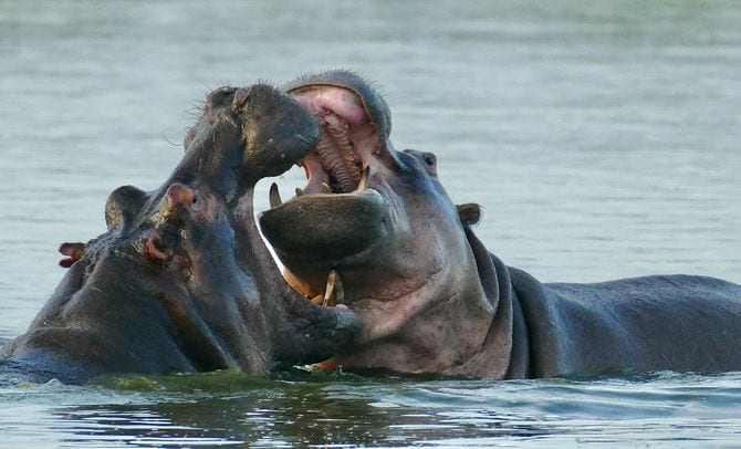 南アフリカ・クルーガー国立公園に生息するカバ（写真＝Bernard DUPONT／CC-BY-SA-2.0／Wikimedia Commons）
